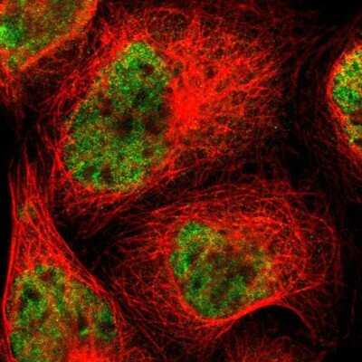 Immunocytochemistry/ Immunofluorescence: USP28 Antibody [NBP1-82905]