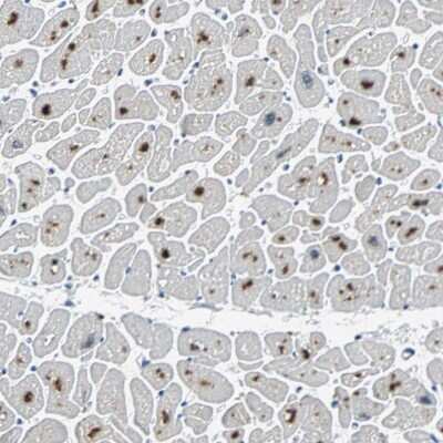 Immunohistochemistry-Paraffin: USP28 Antibody [NBP1-82905]