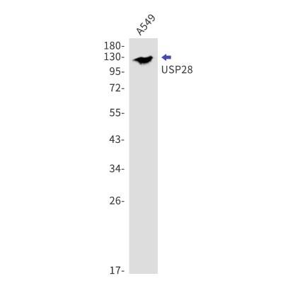 Western Blot: USP28 Antibody (S08-7I7) [NBP3-19799]