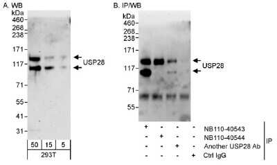 Western Blot: USP28 Antibody [NB110-40543]