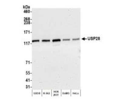 Western Blot: USP28 Antibody [NB110-40543]