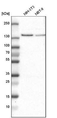 Western Blot: USP28 Antibody [NBP1-82904]
