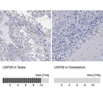 Immunocytochemistry/ Immunofluorescence: USP29 Antibody [NBP3-17070]