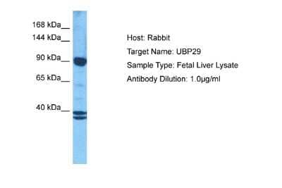 Western Blot: USP29 Antibody [NBP2-88561]