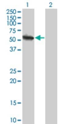 Western Blot: USP3 Antibody (1H2) [H00009960-M01]