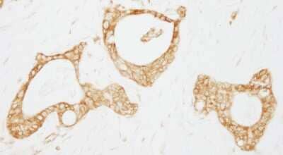 Immunohistochemistry-Paraffin: USP3 Antibody [NB100-77284]