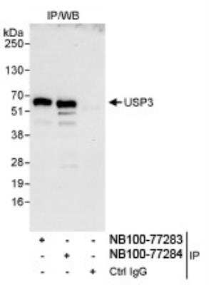 Immunoprecipitation: USP3 Antibody [NB100-77283]