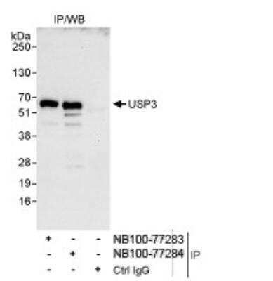 Immunoprecipitation: USP3 Antibody [NB100-77284]