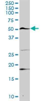 Western Blot: USP3 Antibody [H00009960-D01P]