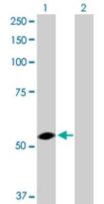 Western Blot: USP3 Antibody [H00009960-D01P]