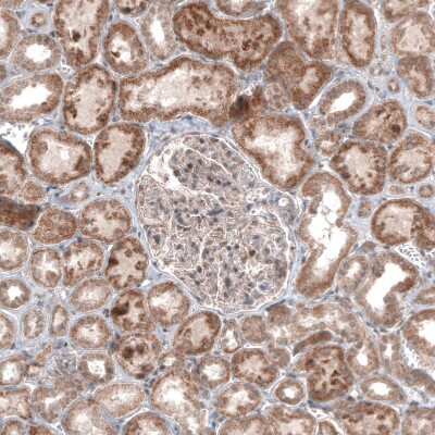 Immunohistochemistry-Paraffin: USP30 Antibody (CL4438) [NBP2-59049]
