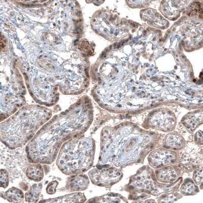 Immunohistochemistry-Paraffin: USP30 Antibody (CL4438) [NBP2-59049]