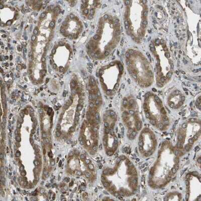 Immunohistochemistry-Paraffin: USP30 Antibody [NBP1-81914]
