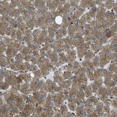 Immunohistochemistry-Paraffin: USP30 Antibody [NBP1-81914]
