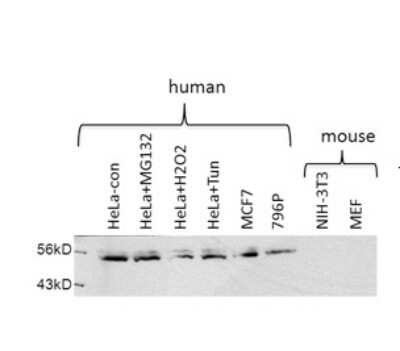 Western Blot: USP30 Antibody [NBP1-79335]