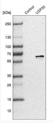 Western Blot: USP30 Antibody [NBP1-81914]