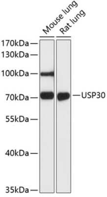 Western Blot: USP30 AntibodyAzide and BSA Free [NBP2-93487]