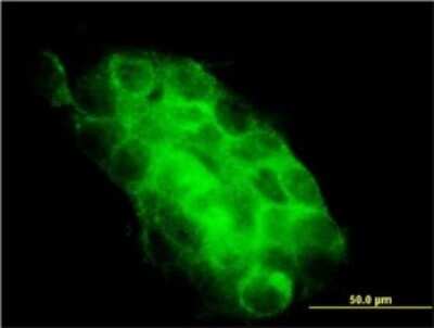 Immunocytochemistry/ Immunofluorescence: USP31 Antibody (3B6) [H00057478-M01]