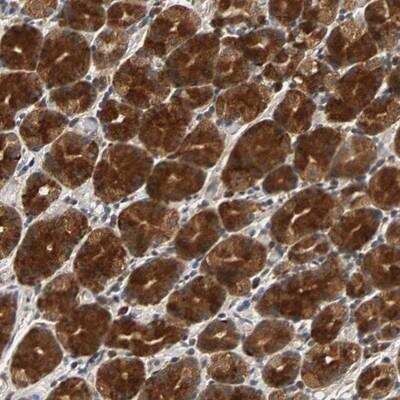 Immunohistochemistry-Paraffin: USP31 Antibody [NBP1-81430]