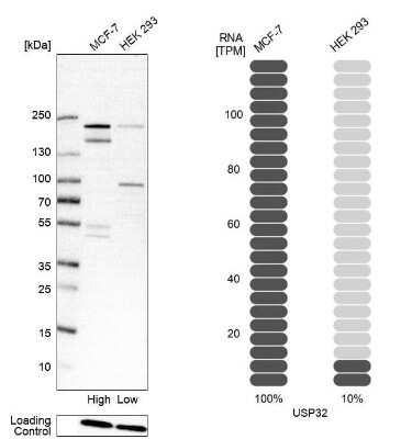 Western Blot: USP32 Antibody [NBP2-13509]