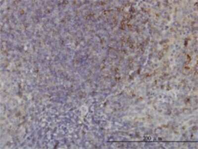 Immunohistochemistry-Paraffin: USP33 Antibody (5B5) [H00023032-M01]
