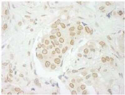 Immunohistochemistry-Paraffin: USP33 Antibody [NB110-40693]