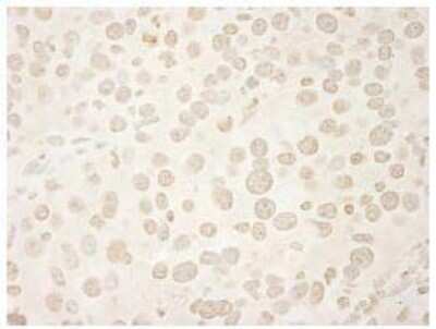 Immunohistochemistry-Paraffin: USP33 Antibody [NB110-40693]