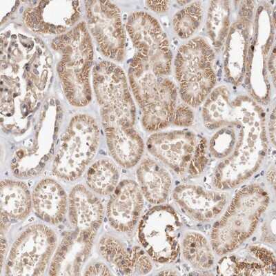 Immunohistochemistry-Paraffin: USP33 Antibody [NBP1-82931]