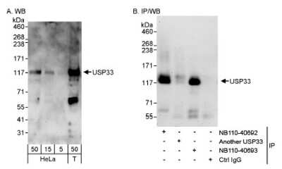 Western Blot: USP33 Antibody [NB110-40693]