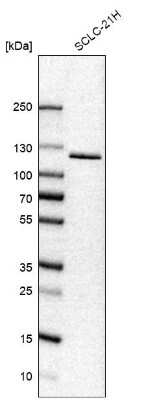 Western Blot: USP33 Antibody [NBP1-82931]