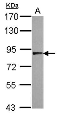 Western Blot: USP33 Antibody [NBP2-20832]