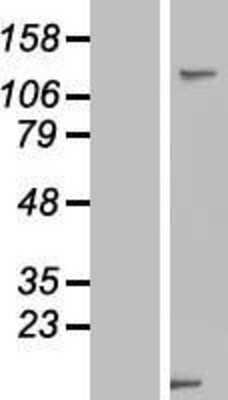 Western Blot: USP33 Overexpression Lysate [NBP2-07230]