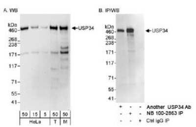 Western Blot: USP34 Antibody [NB100-2863]