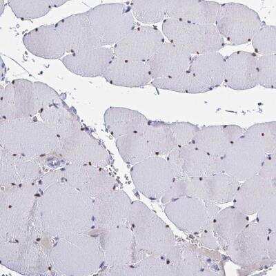 Immunohistochemistry-Paraffin: USP35 Antibody [NBP2-32393]