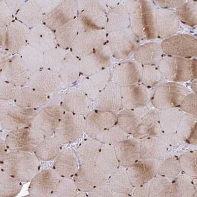 Immunohistochemistry-Paraffin: USP35 Antibody [NBP2-33743]