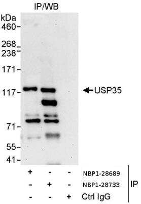 Immunoprecipitation: USP35 Antibody [NBP1-28689]