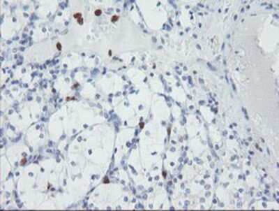 Immunohistochemistry-Paraffin: USP36 Antibody (OTI7G3) [NBP2-03830]