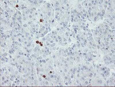 Immunohistochemistry-Paraffin: USP36 Antibody (OTI7G3) [NBP2-03830]
