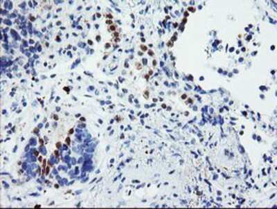 Immunohistochemistry-Paraffin: USP36 Antibody (OTI7G3) [NBP2-03830]