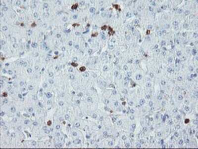 Immunohistochemistry-Paraffin: USP36 Antibody (OTI7G3) [NBP2-03830]