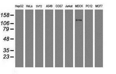 Western Blot: USP36 Antibody (OTI7G3) [NBP2-03830]