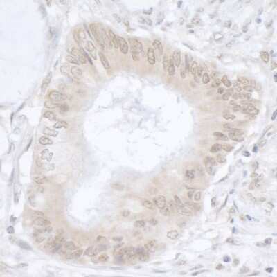 Immunohistochemistry-Paraffin: USP36 Antibody [NB100-40832]