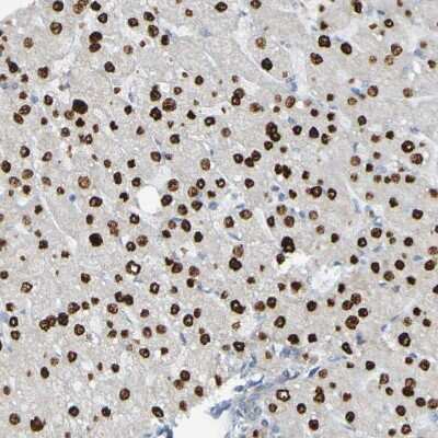 Immunohistochemistry-Paraffin: USP36 Antibody [NBP1-83709]
