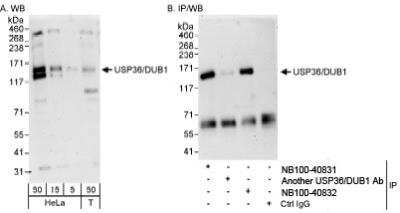 Immunoprecipitation: USP36 Antibody [NB100-40832]