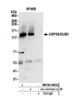 Immunoprecipitation: USP36 Antibody [NB100-40832]