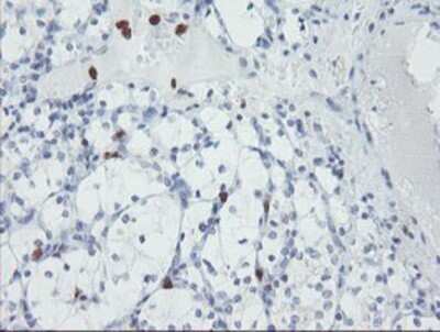 Immunohistochemistry: USP36 Antibody (OTI7G3) - Azide and BSA Free [NBP2-74806]