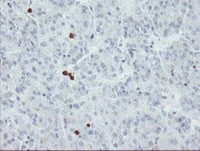 Immunohistochemistry: USP36 Antibody (OTI7G3) - Azide and BSA Free [NBP2-74806]