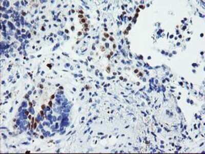 Immunohistochemistry: USP36 Antibody (OTI7G3) - Azide and BSA Free [NBP2-74806]