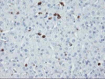 Immunohistochemistry: USP36 Antibody (OTI7G3) - Azide and BSA Free [NBP2-74806]