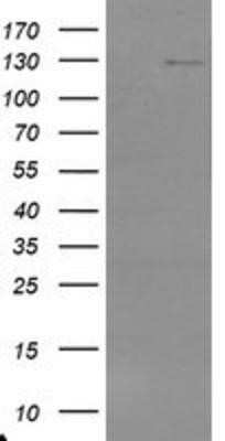 Western Blot: USP36 Antibody (OTI7G3)Azide and BSA Free [NBP2-74806]